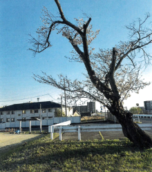 春の窓辺からお届けする桜便...